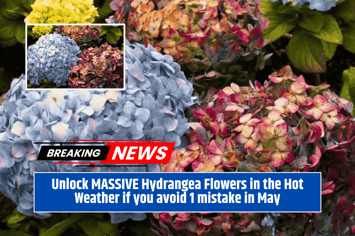 Unlock MASSIVE Hydrangea Flowers in the Hot Weather if you avoid 1 mistake in May